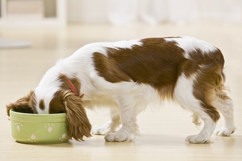 making healthy dog food choices _ Spaniel dog eating from food bowl