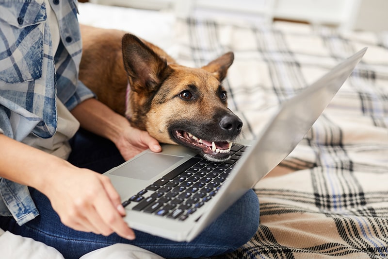 shopping online for dog food _ shepherd mix looking at a laptop screen