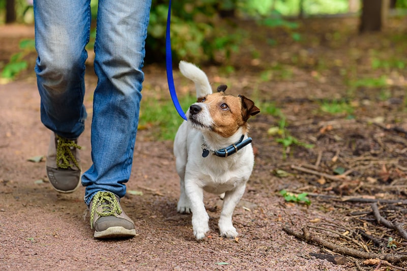 tackling obesity in dogs _ Jack Russell Terrier walking through forest by path
