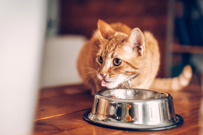 Cat Nutrition Trends For 2020 Aspca Pet Health Insurance