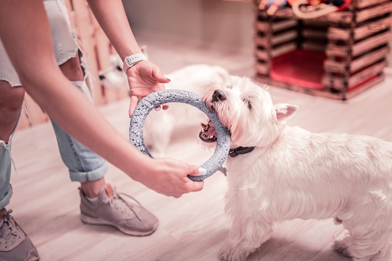 westie playing with a blue ring toy