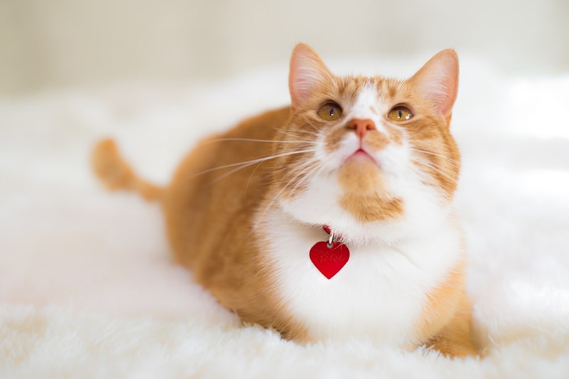 orange and white tabby with a red tag