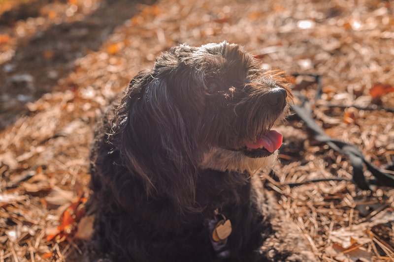 black maltipoo sitting outside in leaves