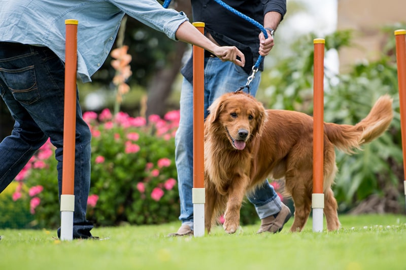 golden retriever on a leash zig zagging through pylons