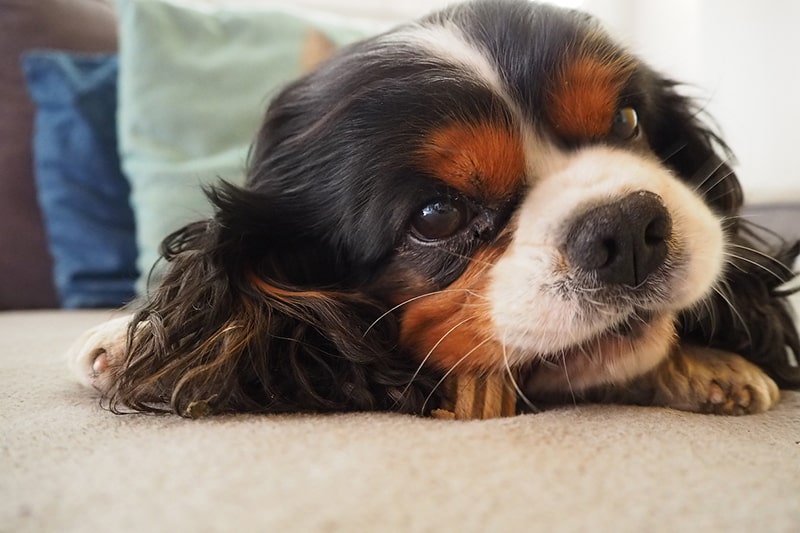 Are Cavalier King Charles Spaniels Hyper Breed Facts ASPCA Pet 