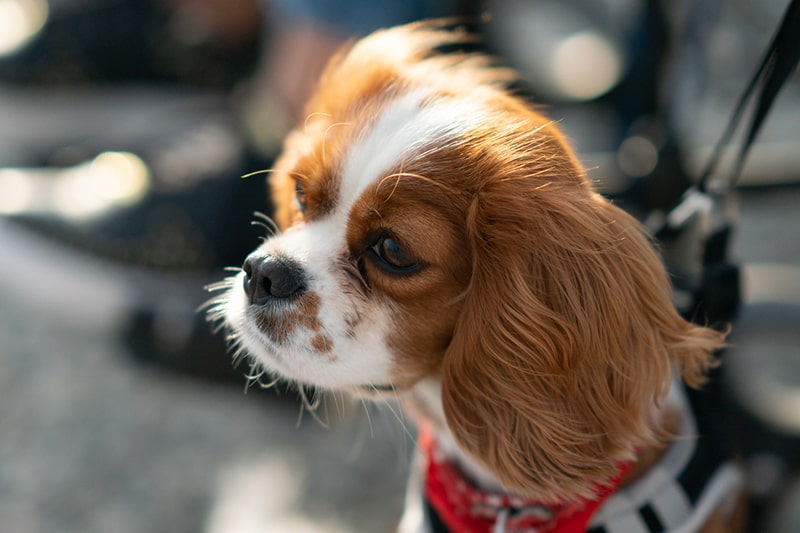 red and white spaniel out for a walk