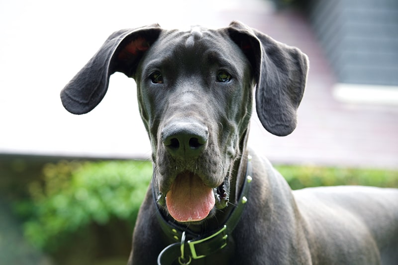 Dane Temperament What Are Great Danes Bred For Gran Danes Black
