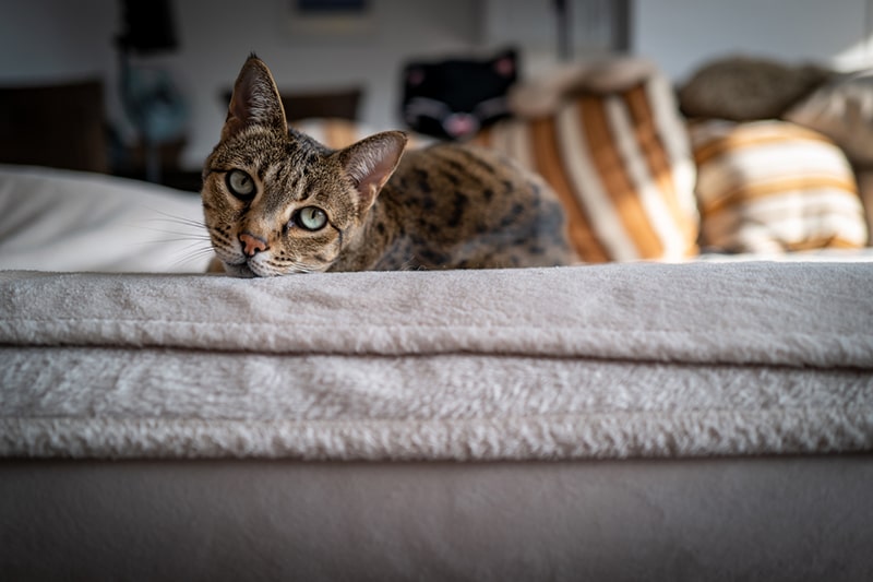 What’s a Savannah Cat? Meet the Breed ASPCA Pet Health Insurance