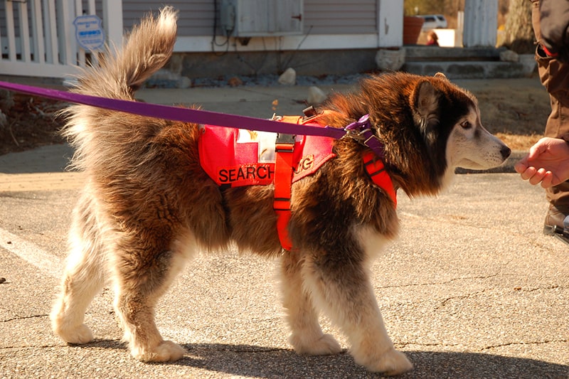 Paws Spca Therapy Dog Happy Adoption Cedar Bend Humane Society