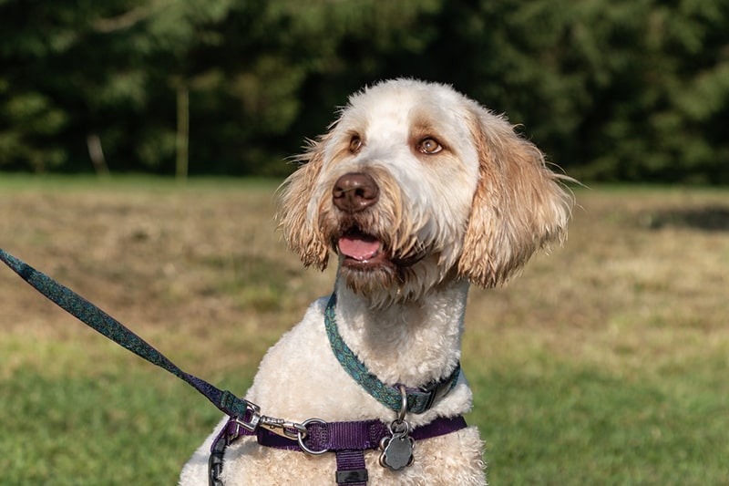 cream labradoodle on a leash at a park