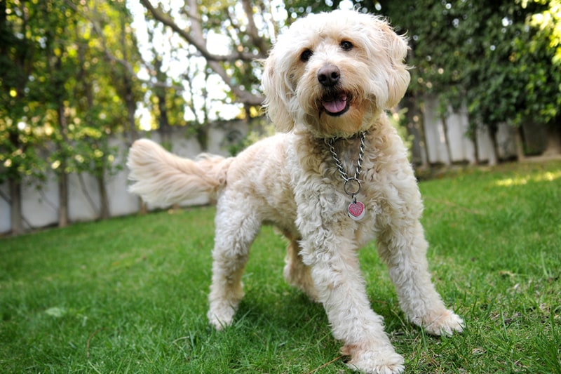 white labradoodle ready to play in a backyard