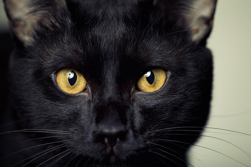 Chantilly Tiffany List Of Black Cat Breeds Burmese Cat Breed