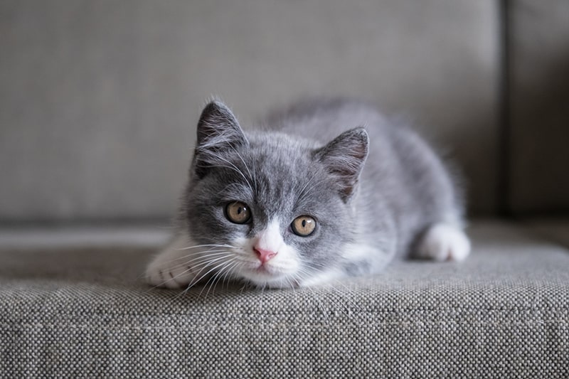 gray and white shorthair kitten