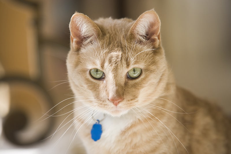 What Is Intervertebral Disc Disease (IVDD) in Cats? | ASPCA Pet 
