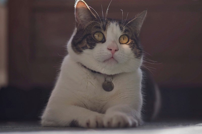 tabby cat with yellow eyes resting on the floor