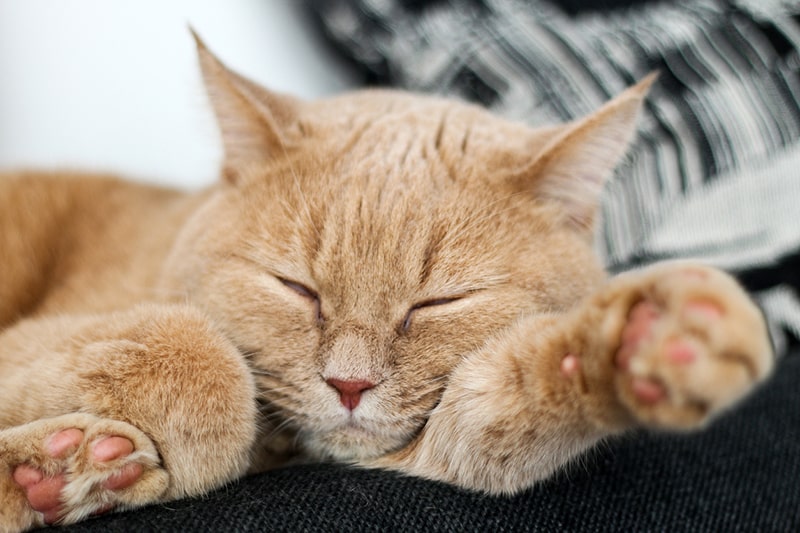 orange tabby cat lying on a black couch