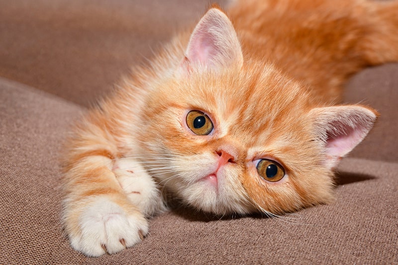 Exotic Shorthair Cat Snoopy Exotic Shorthair Cat Snoopy