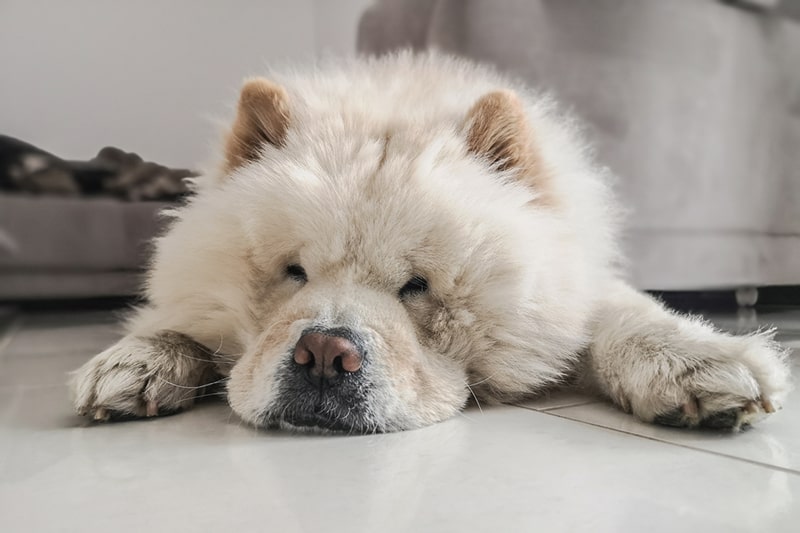 Pure white chow chow clearance