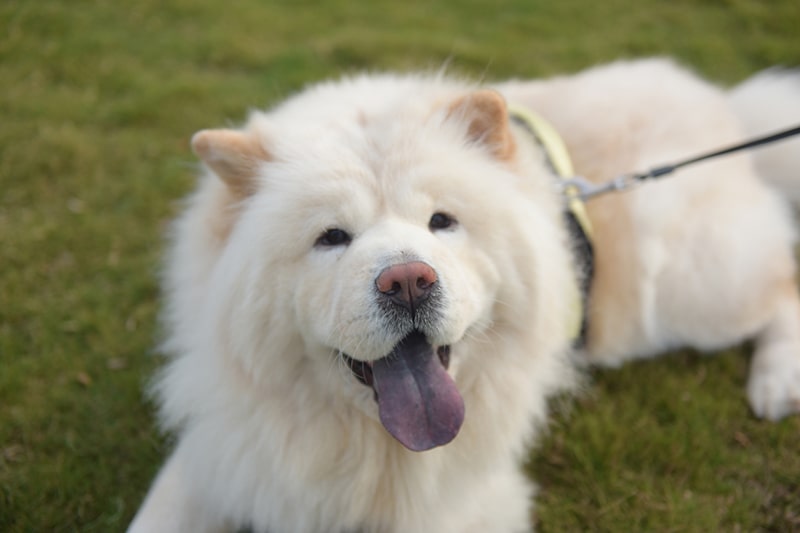 Chow Chow White Dog That Looks Like A Bear Big Dog Breed Looks