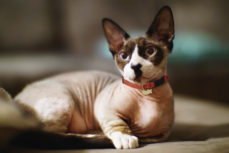 bambino sphynx cat with brown ears and blue eyes