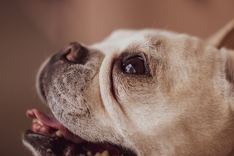 is dog meningitis contagious to other dogs