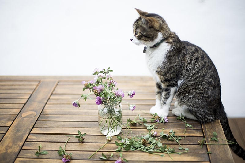 tabby cat with green collar and tag on a table surrounded by scattered flowers