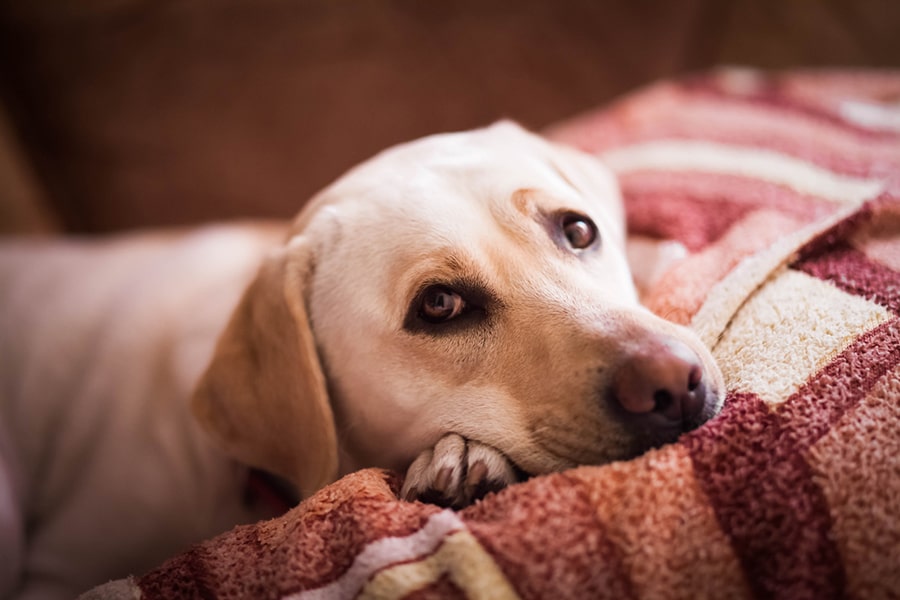 yellow Labrador lying on a red and yellow printed blanket