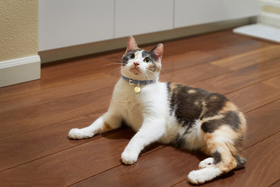 calico manx cat resting on a wooden kitchen floor
