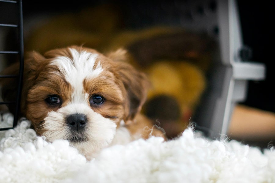 brown and white bichon shih tzu puppy resting in his crate with the door open