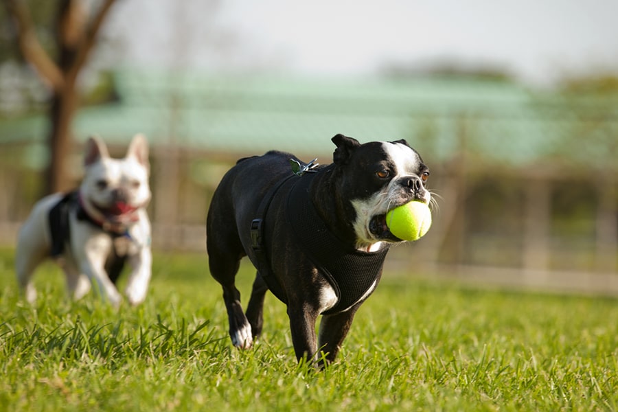 two French bulldogs playing with a ball at a fenced in park