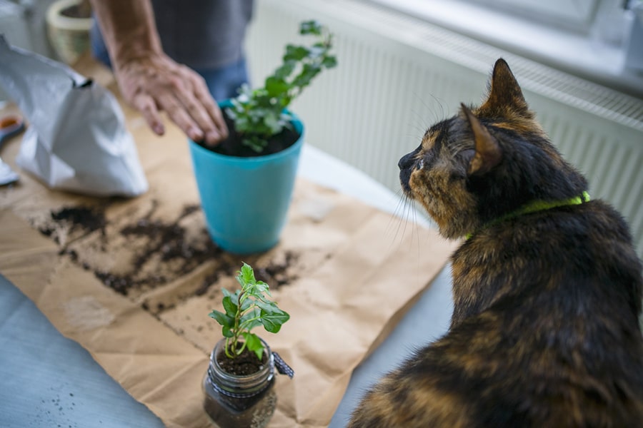 tortoiseshell cat with a neon yellow collar watching someone pot a plant