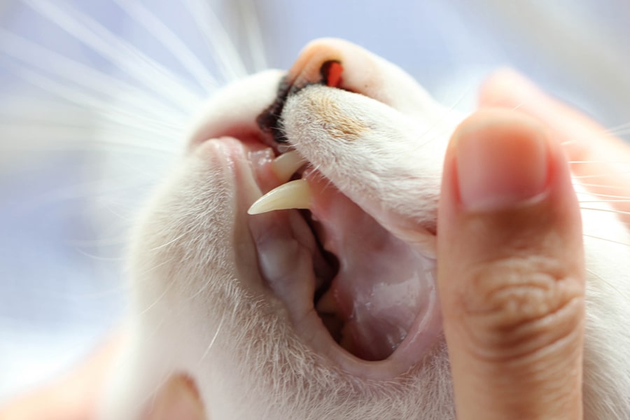 checking the gums of a white cat