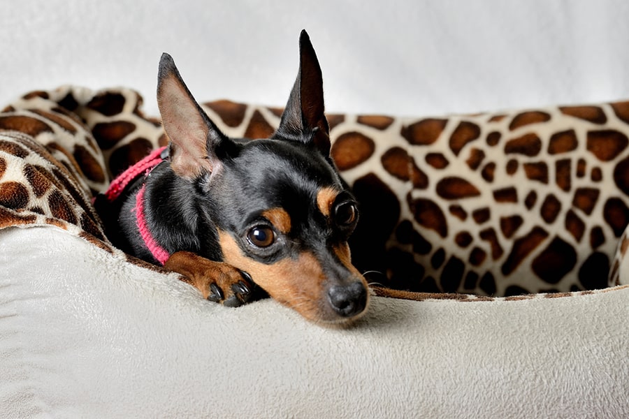 Pictures Of Miniature Doberman Pinschers Mini Pin Puppies