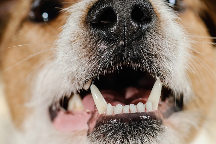 close up of a dogs mouth