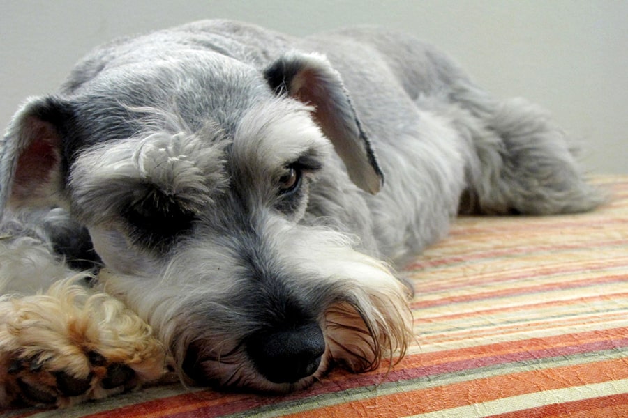 miniature gray schnauzer resting on an orange red and green striped pillow