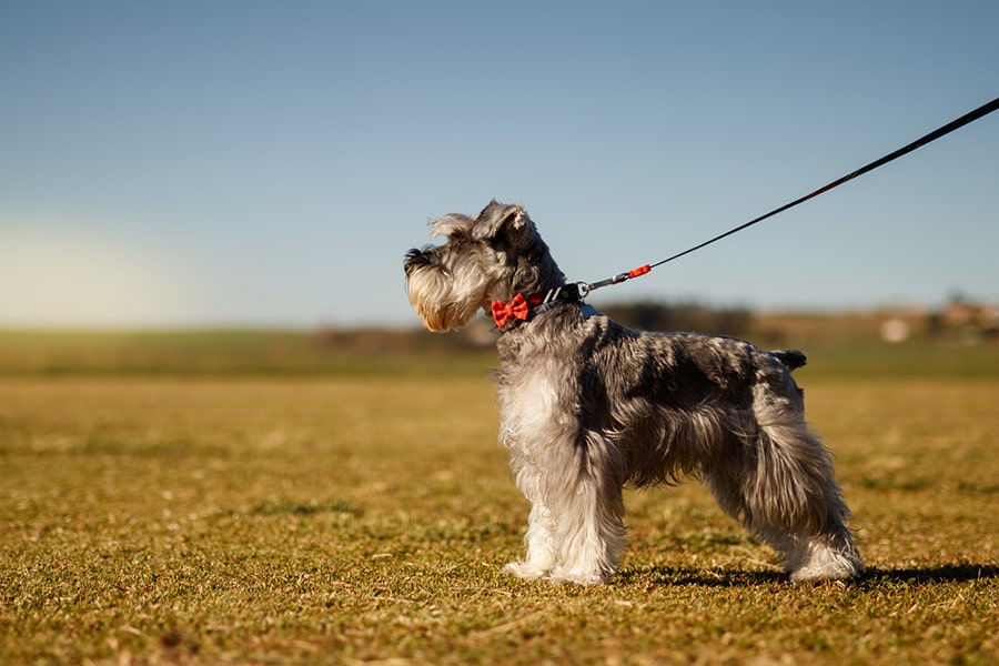 miniature gray schnauzer wearing a red bowtie on a black leash in an open field