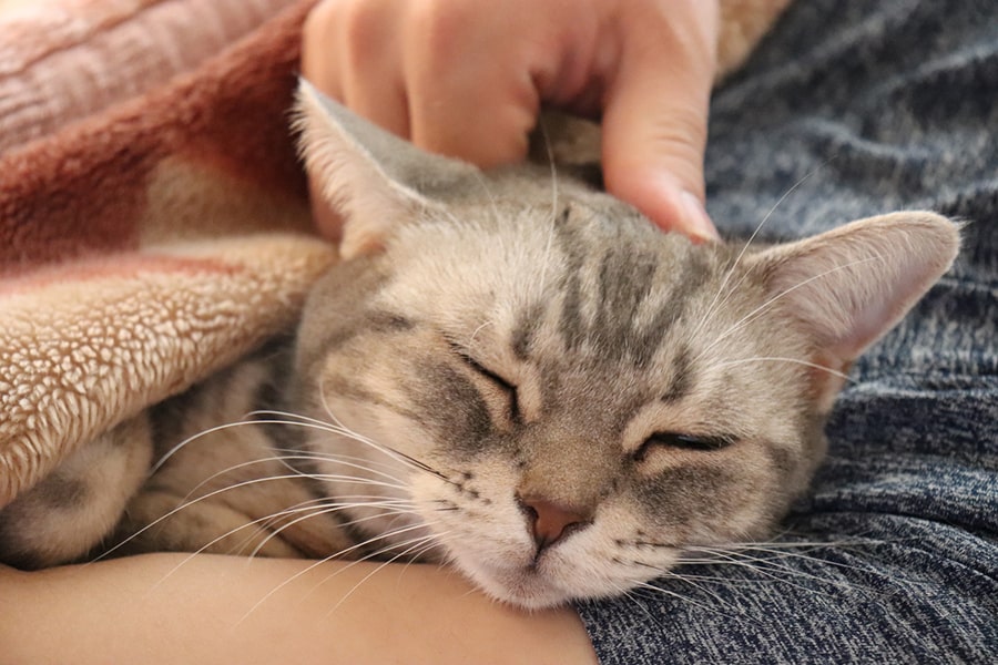 gray tabby cat being petted while cuddling with human