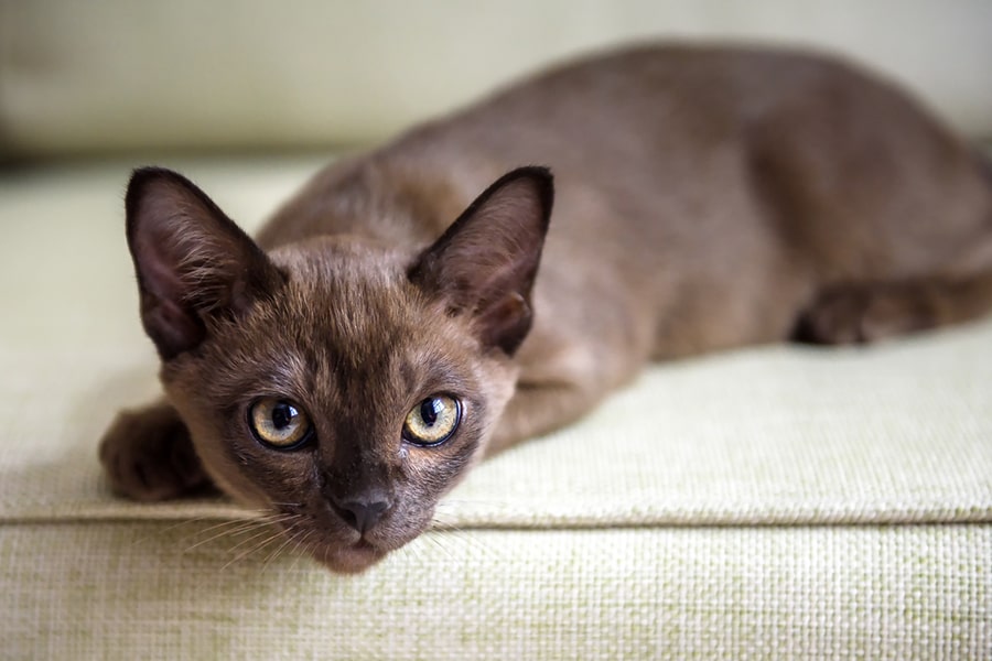 brown Burmese kitten lying on a cream couch