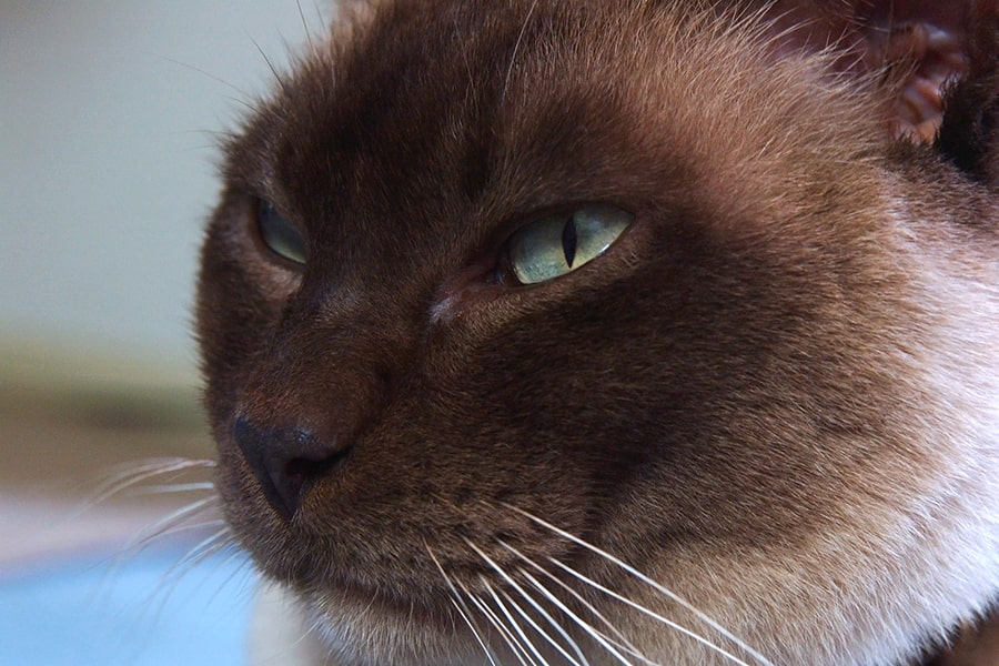 Difference Between Chocolate Point Burmese Cat 4+ Hundred