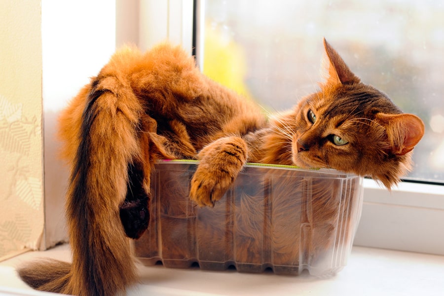 fluffy red somali cat resting in a clear plastic container