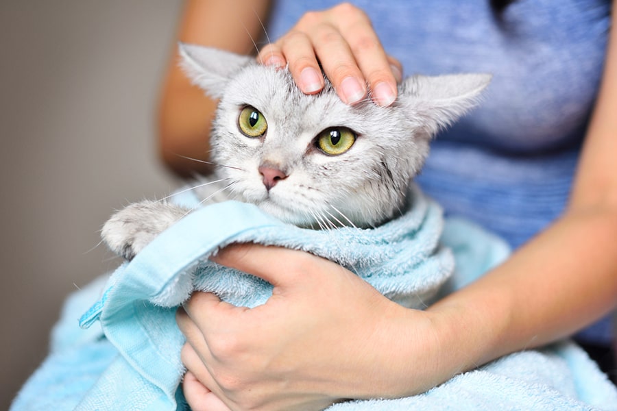 gray and white tabby cat wrapped in a blue towel on a womans lap after a bath