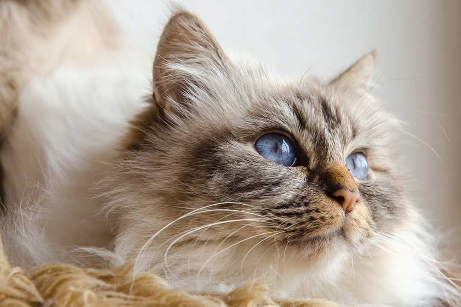 Birman Mix Cat Blue Eyed Birman Cat Outlet