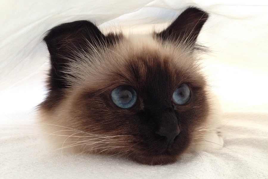 Sacred Birman Birman Cats For Sale Near Me Tabby Birman Birman