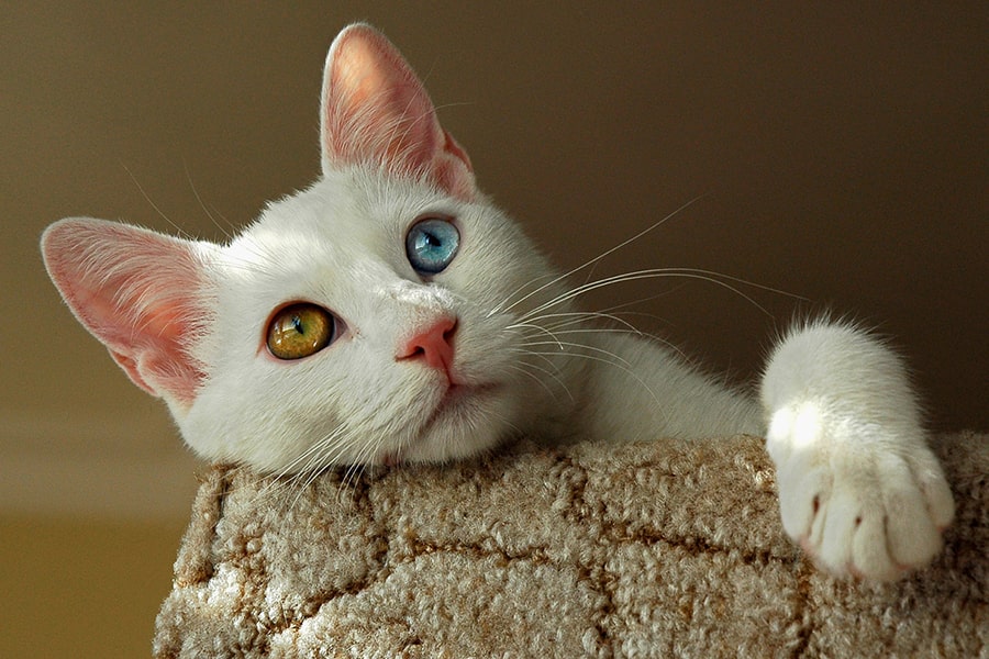 white Turkish van cat with one amber eye and one blue eye resting atop a cat tree