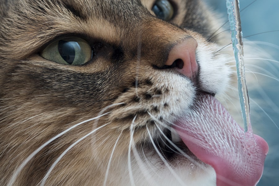 Dirty Water Dangers How To Keep Pet Water Clean ASPCA Pet Health 