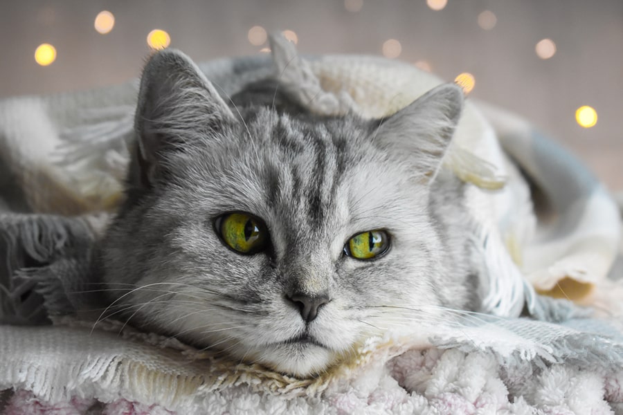 Cat Flu, Symptoms, Causes, and Treatment