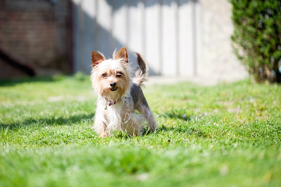 Yorkshire terrier with a red collar and tag standing in a backyard