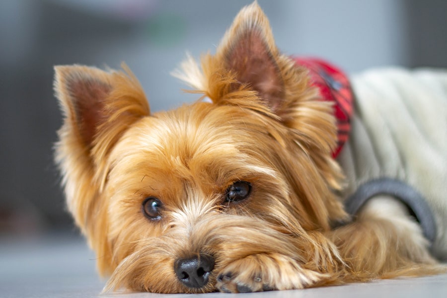 yorkie with a tan coat and red scarf lying on the floor