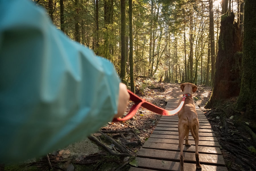 vizsla dog on a walk in the woods