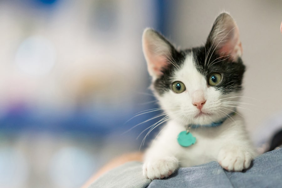 Teach your kitten how to play nice  The Humane Society of the United States